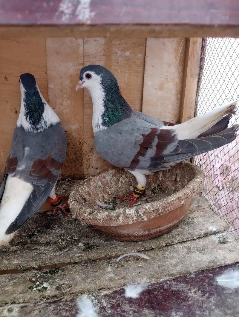 Lalband sherazi — photo 2