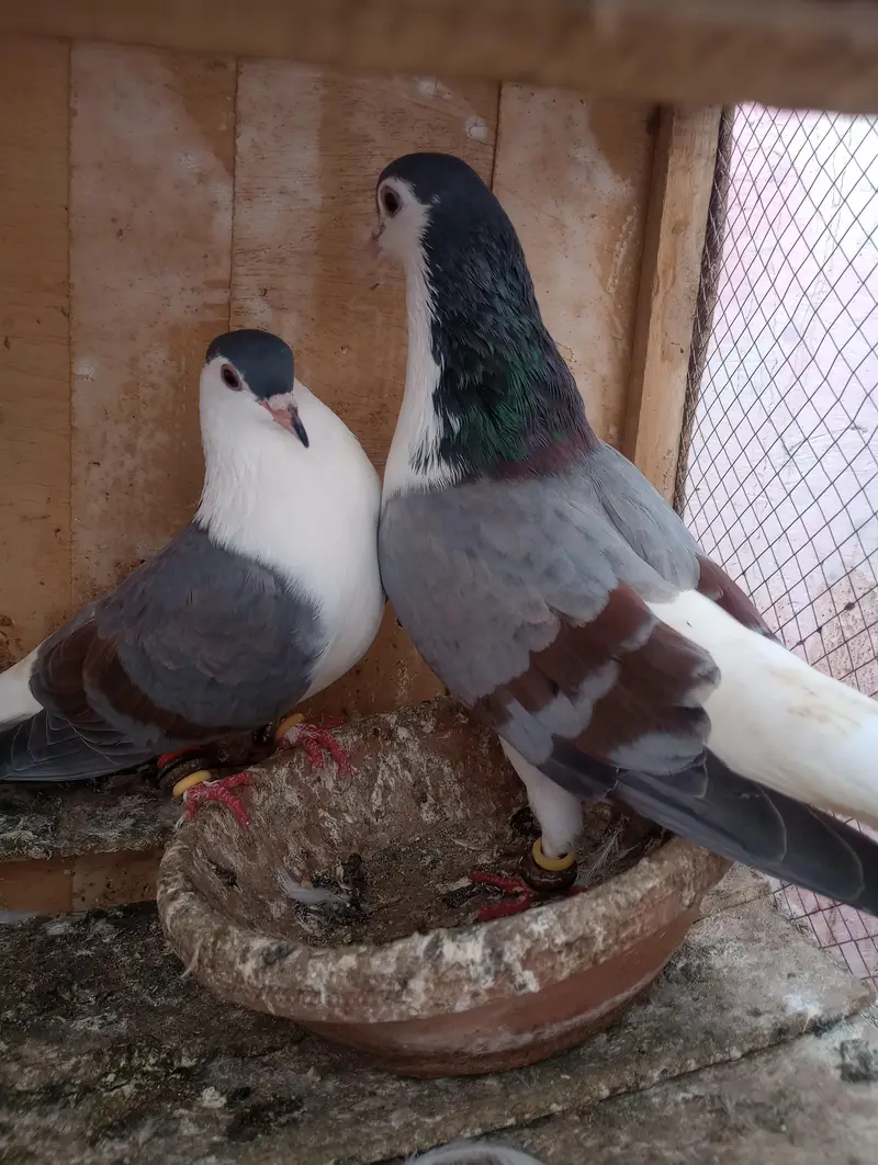 Lalband sherazi — photo 4