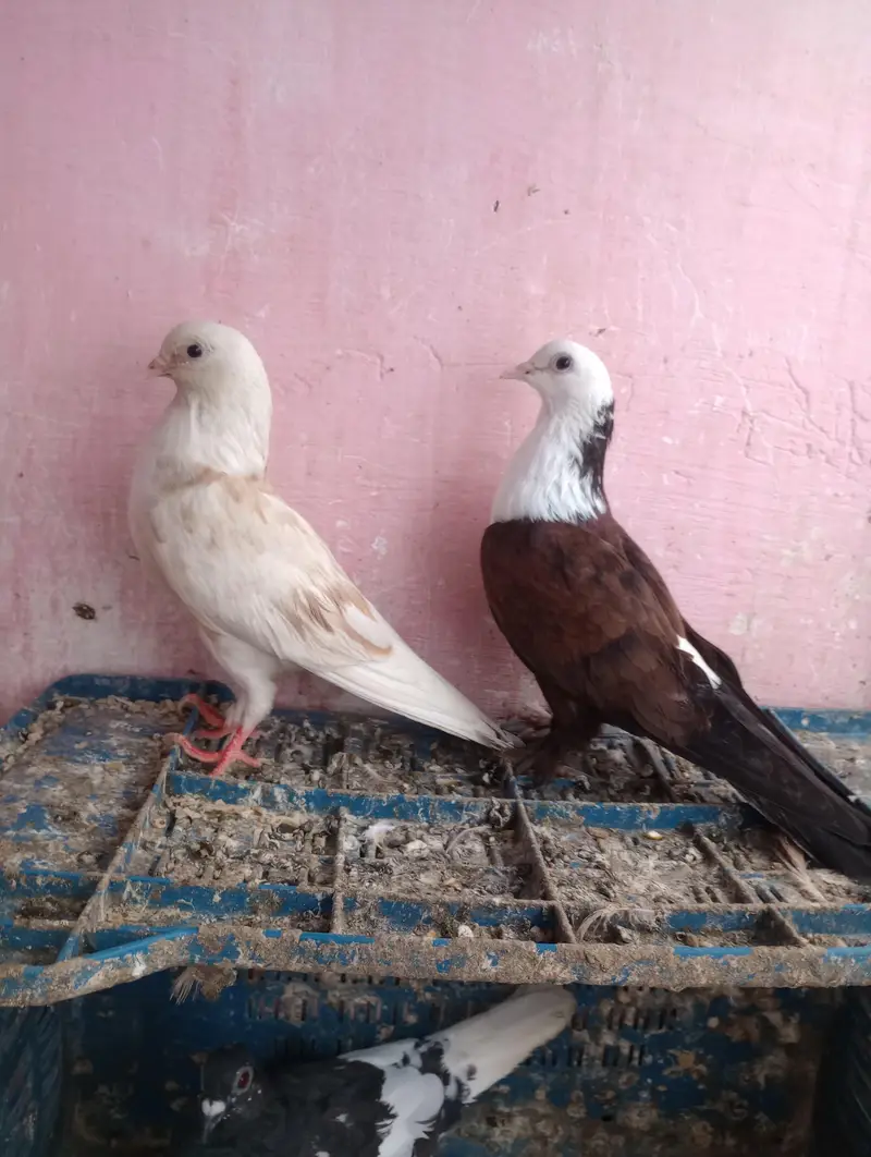 Lalband sherazi — photo 6