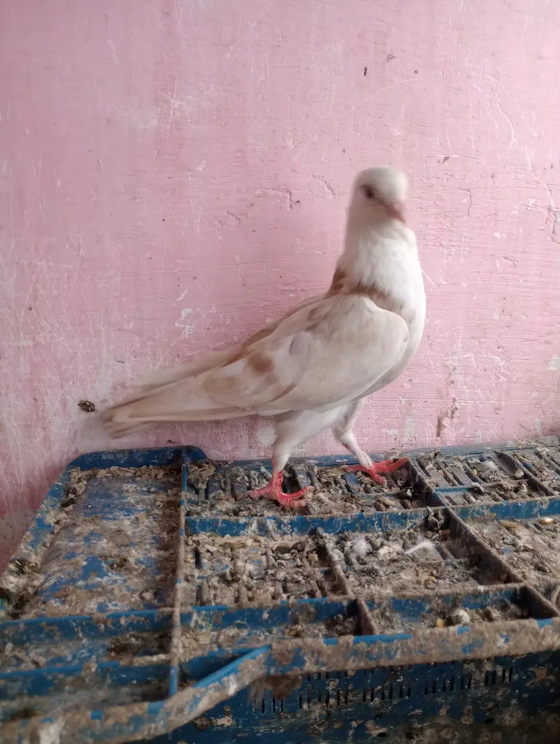 Lalband sherazi — photo 7