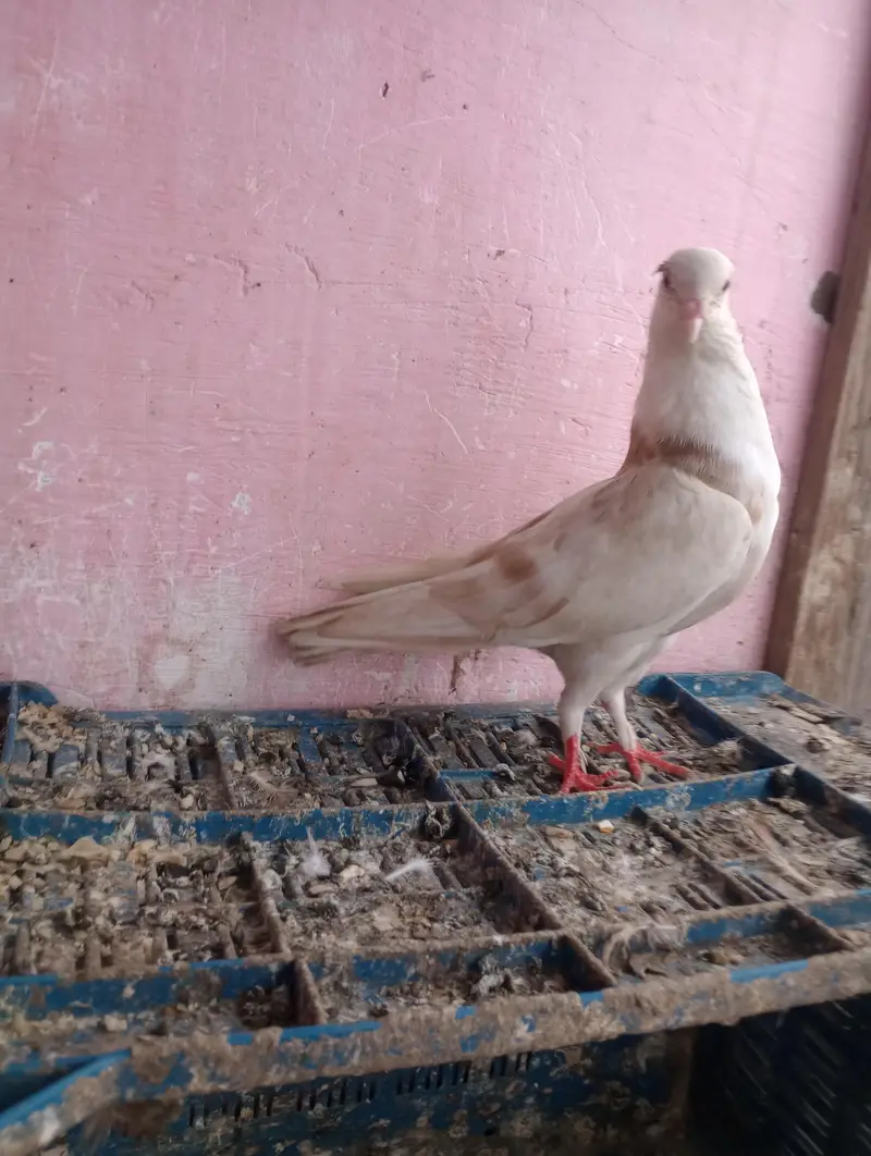 Lalband sherazi — photo 8