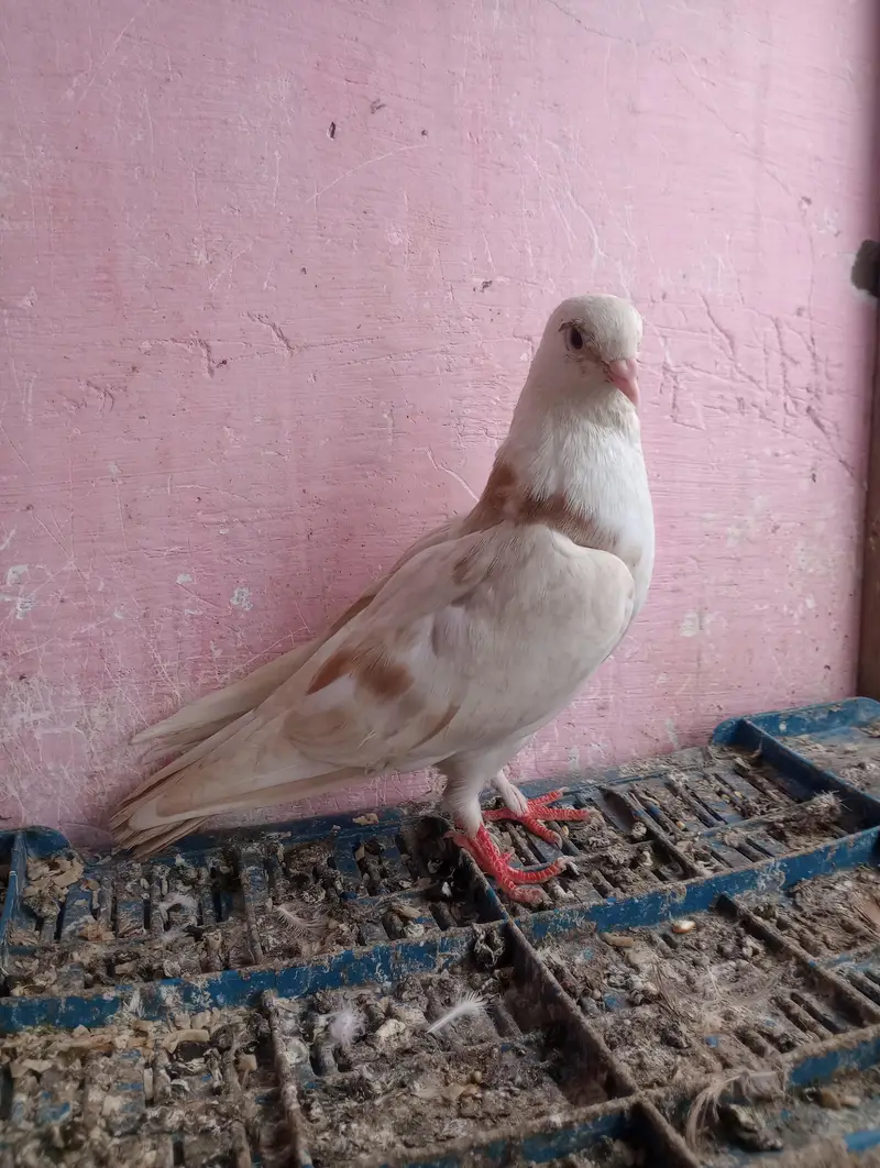 Lalband sherazi — photo 9