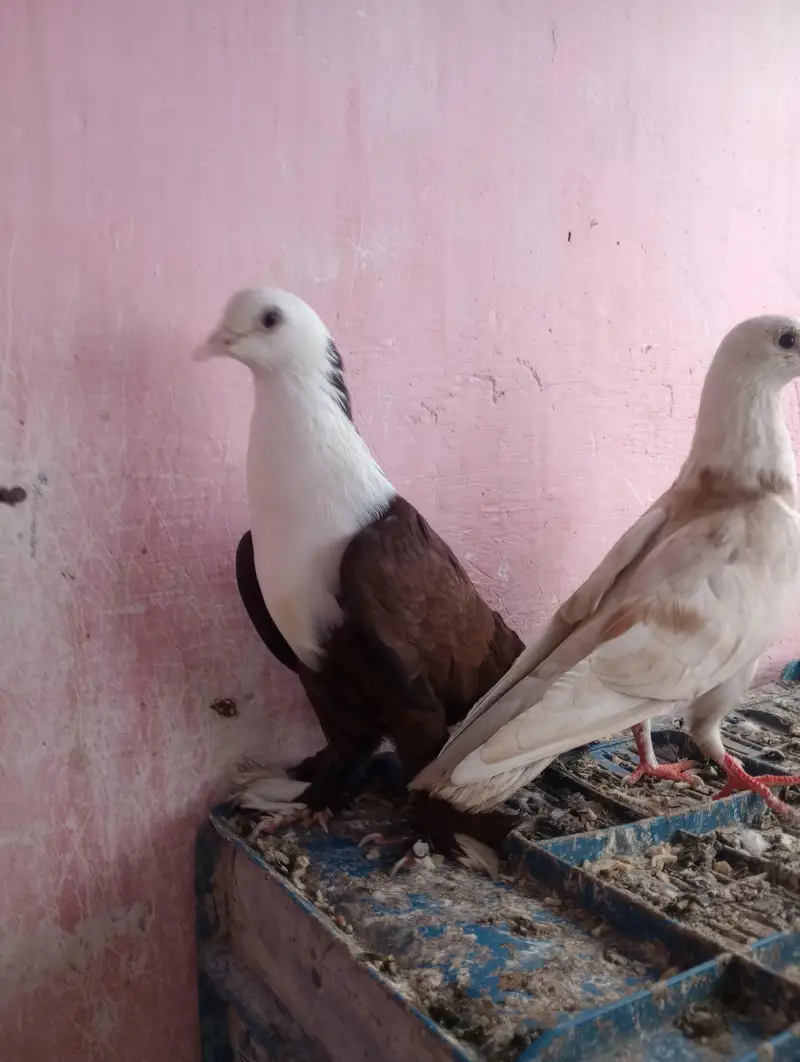 Lalband sherazi — photo 10