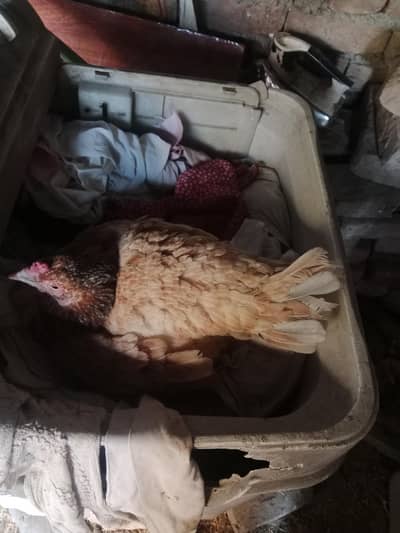 crook hen and others hens for sekl