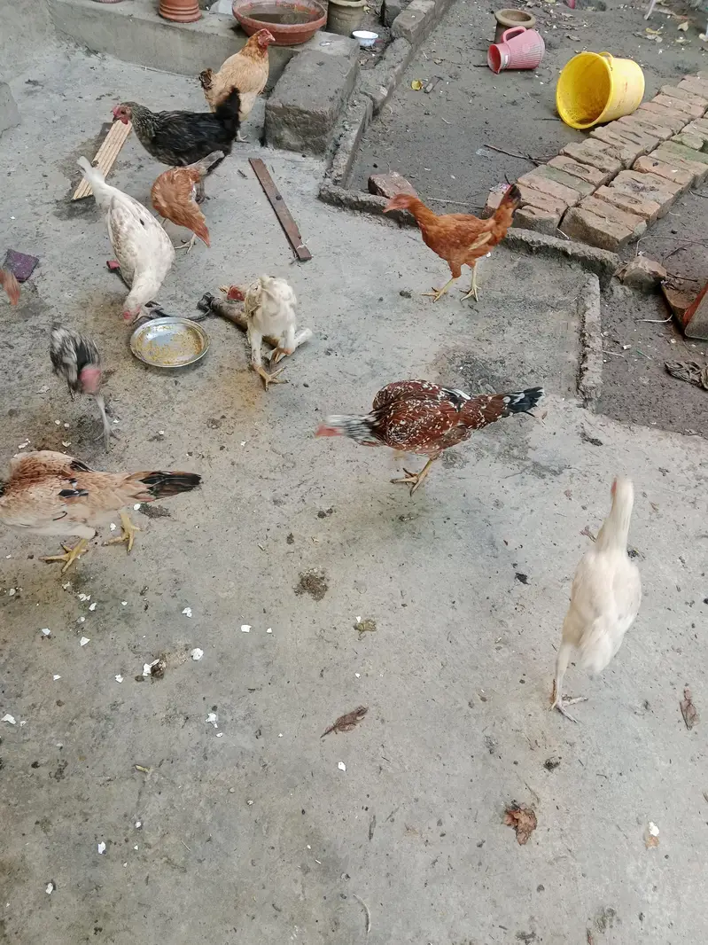 crook hen and others hens for sekl — photo 2