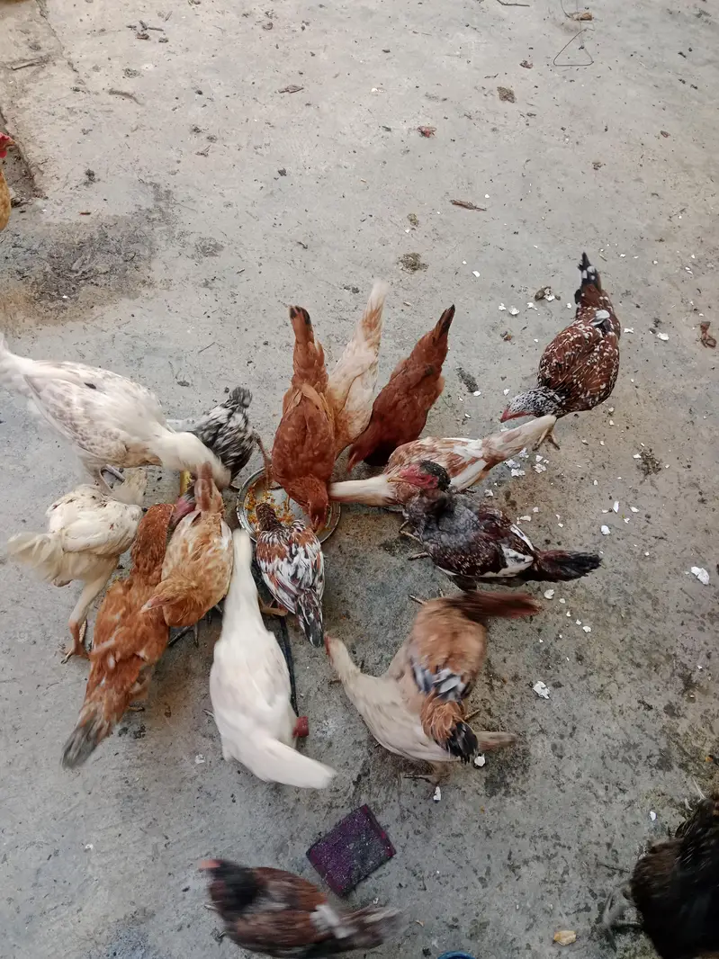 crook hen and others hens for sekl — photo 3