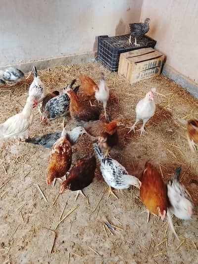 Golden Misri 2 month Old Chicks