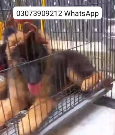 : Pure German Shepher / puppy/