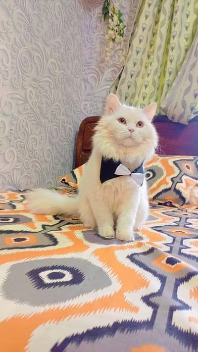 a beautiful Persian cat