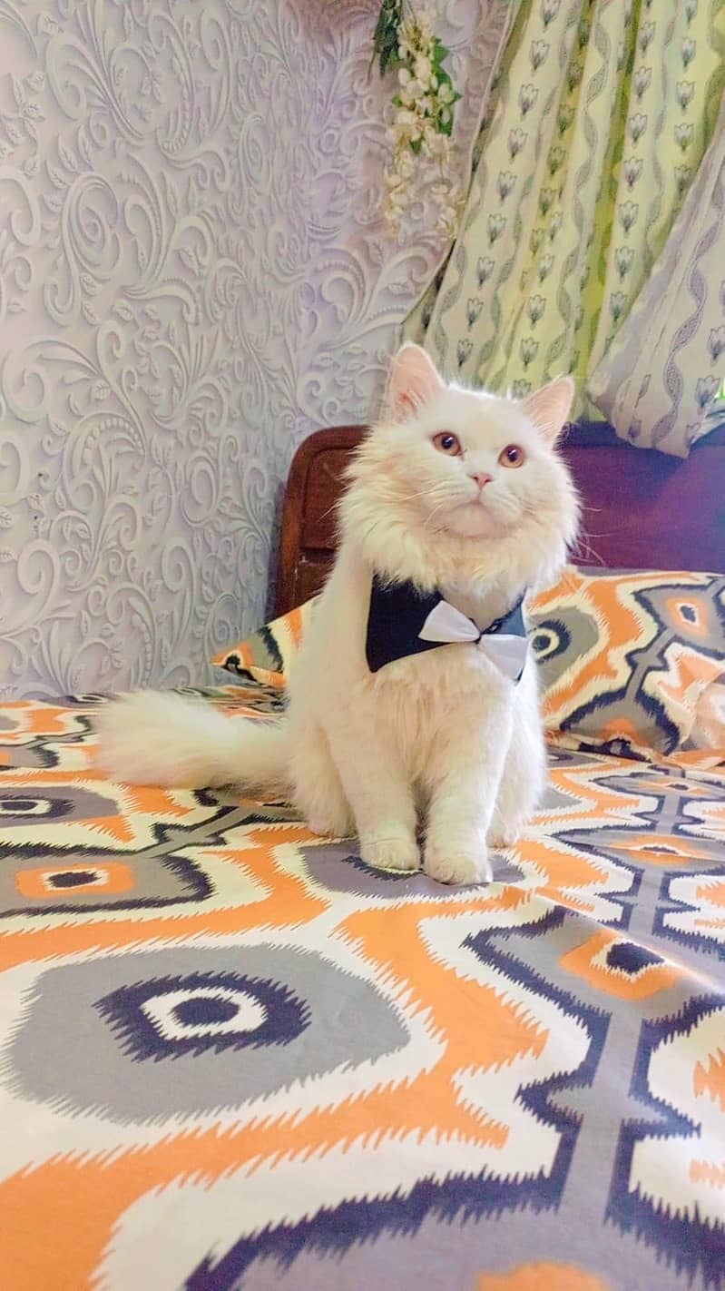 a beautiful Persian cat - Cats - 1120475433