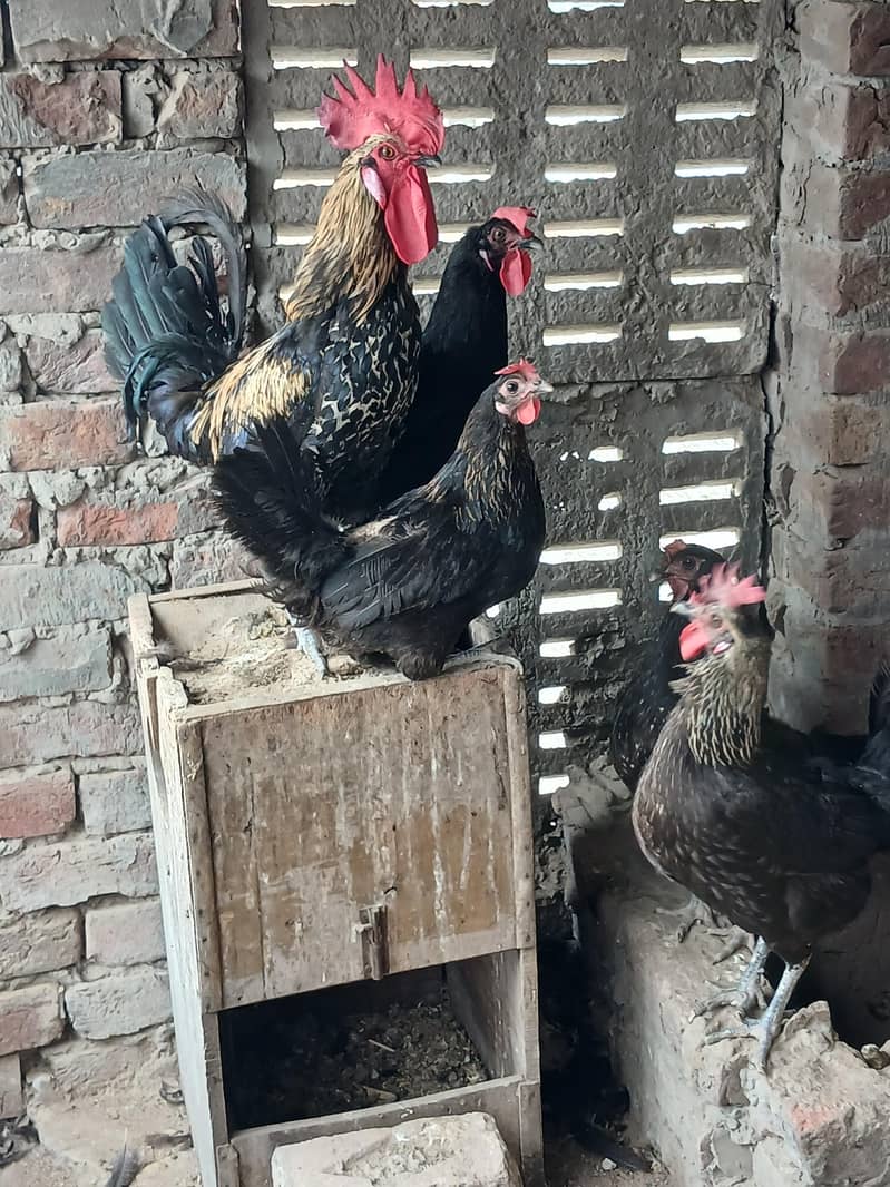 Desi Egg lying Hens 0