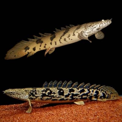 Giant monsters fish available for sale Delhezi/albino |Fishes