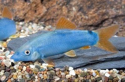 Giant monsters fish available for sale Delhezi/albino |Fishes