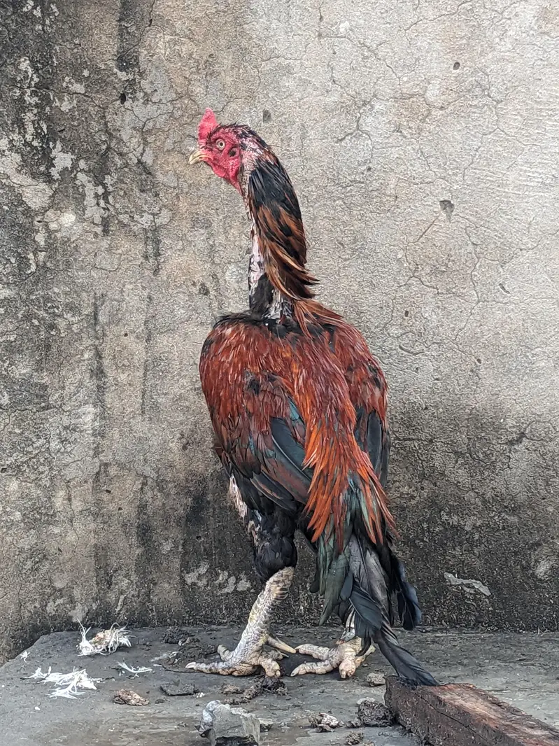 vaitnm plus pako burmi — photo 2