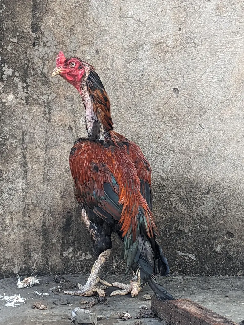 vaitnm plus pako burmi — photo 3