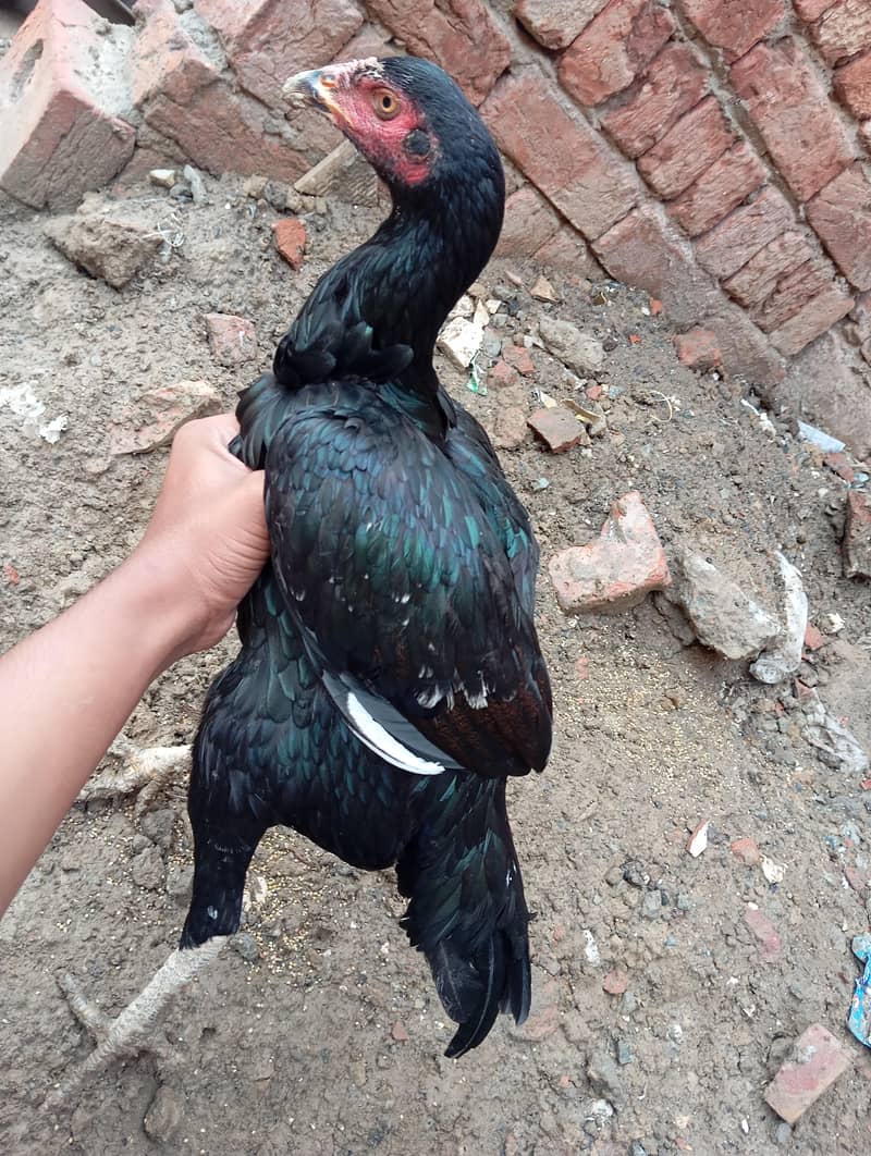 aseel phati 4