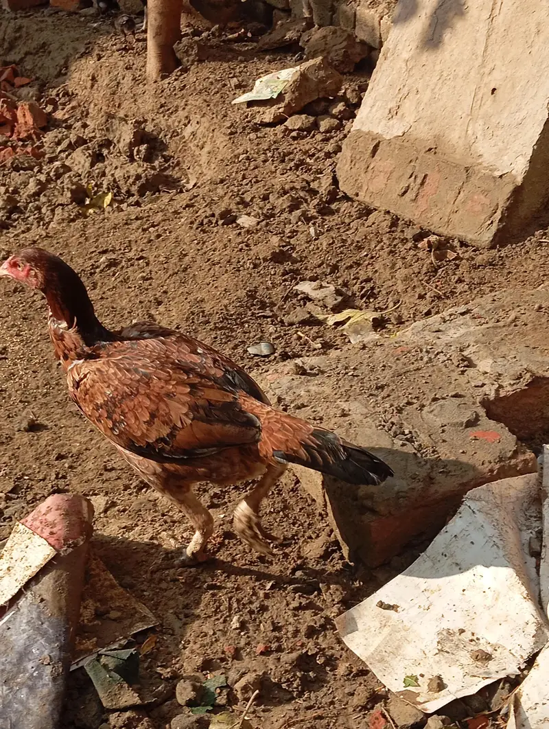 aseel phati — photo 12
