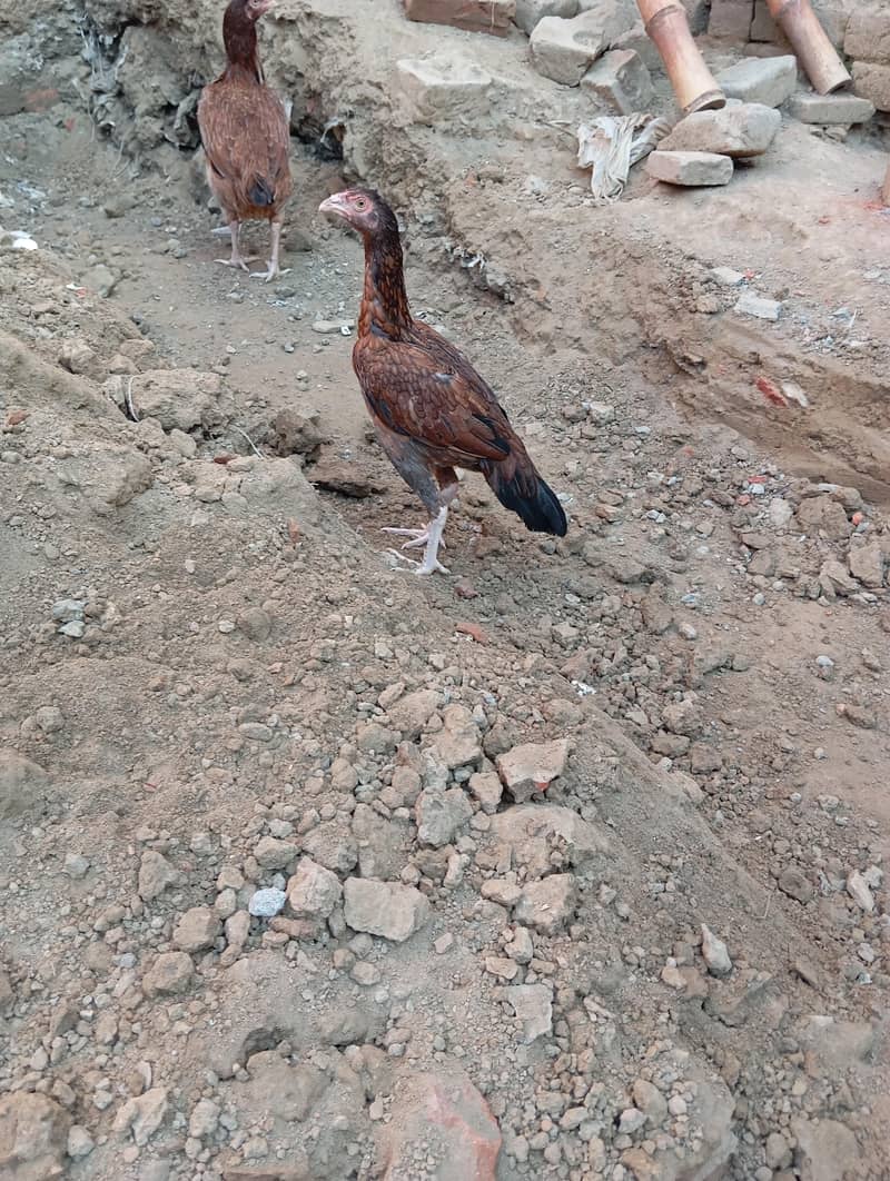 aseel phati 14