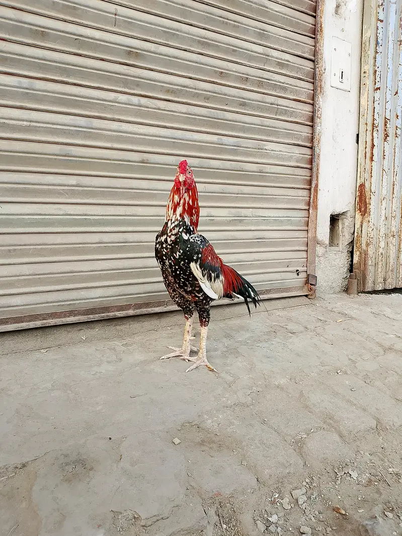 Cheena Aseel — photo 3
