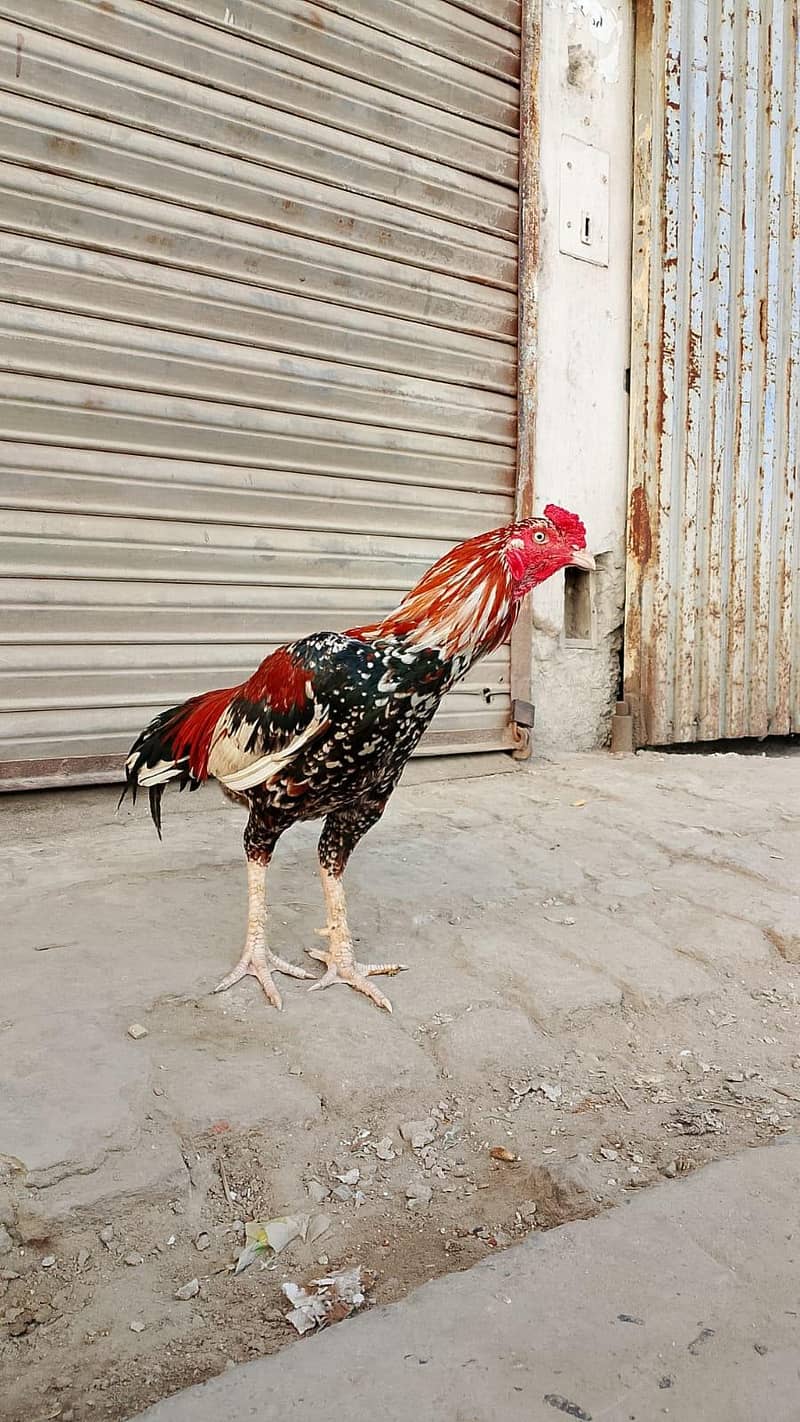 Cheena Aseel 3