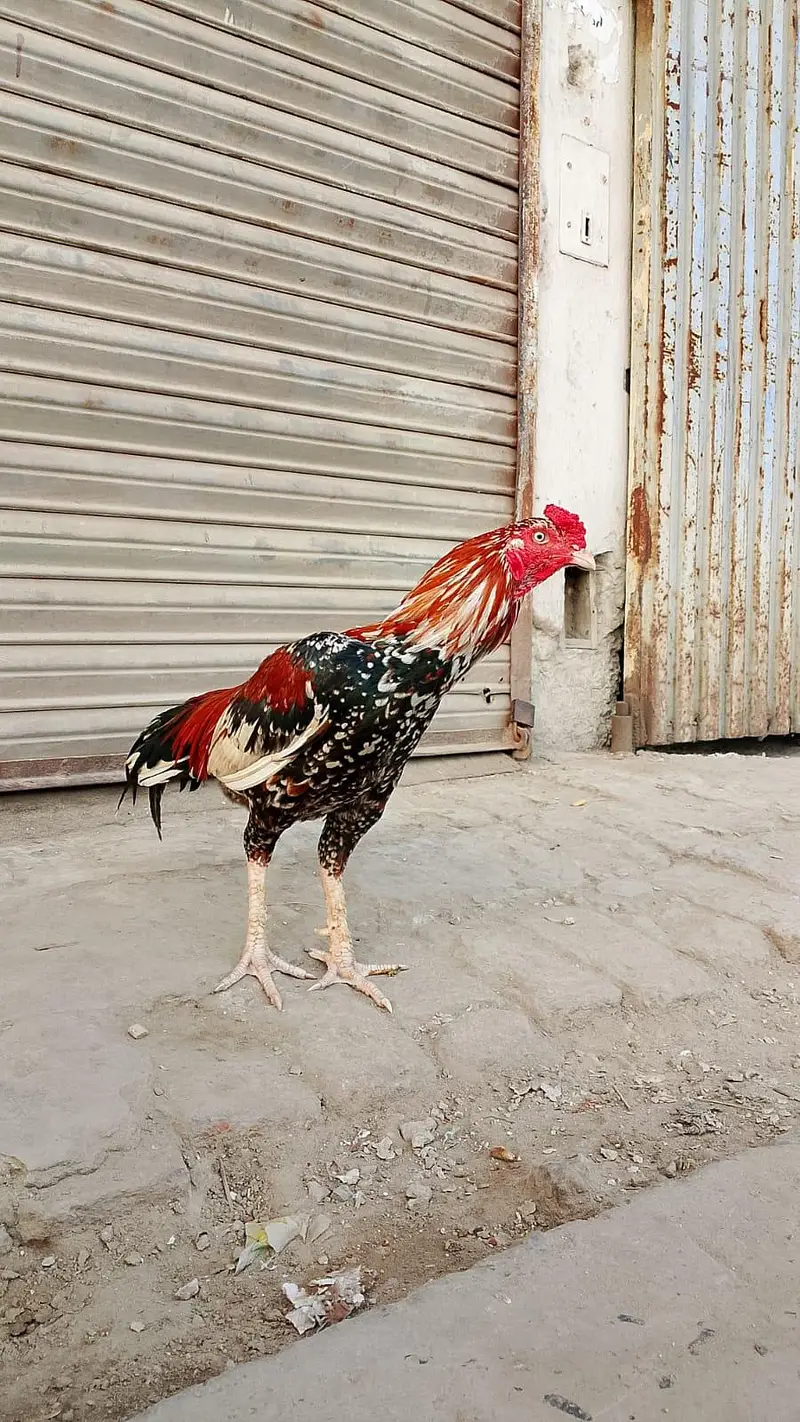 Cheena Aseel — photo 4