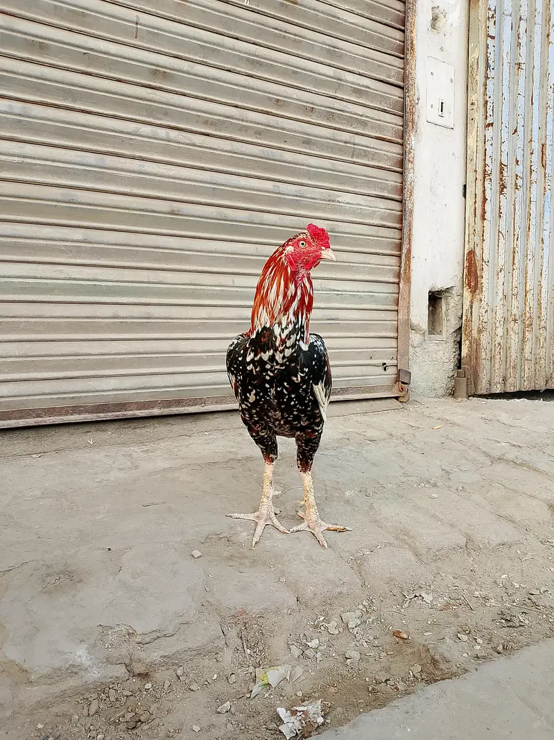 Cheena Aseel — photo 5