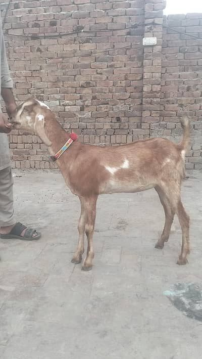 bakri urgent sale