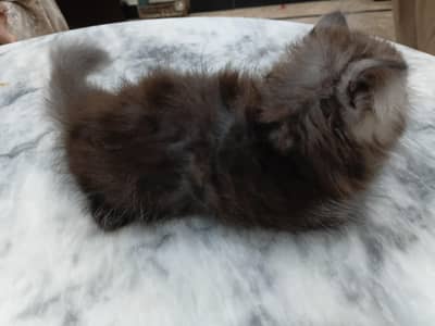 kitten