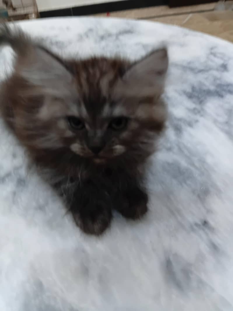 kitten 1
