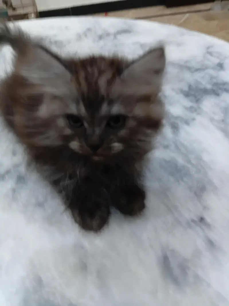 kitten — photo 2
