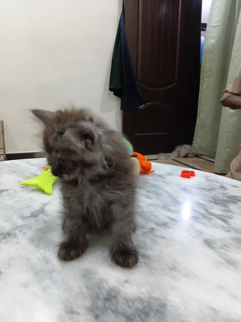 kitten 2