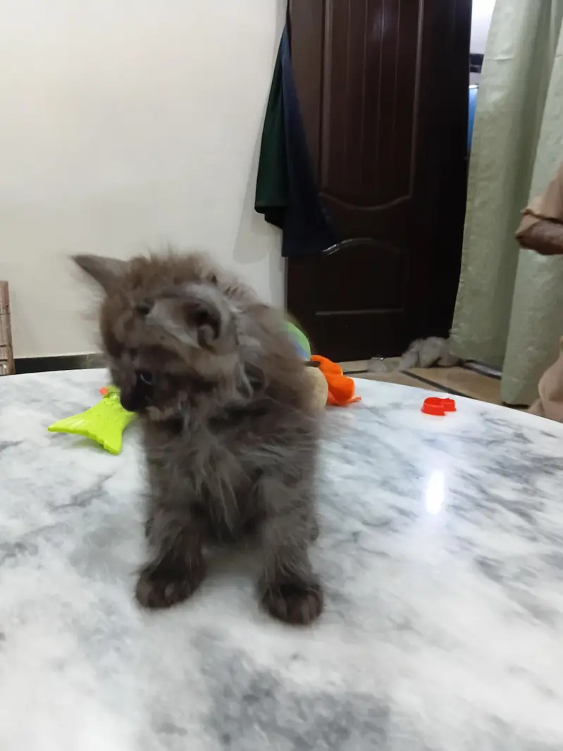 kitten — photo 3