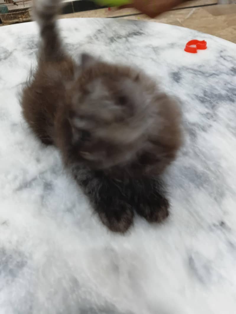 kitten 3