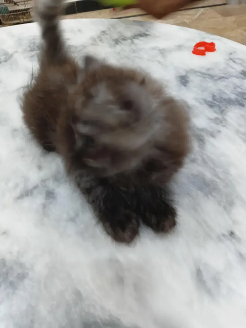 kitten — photo 4