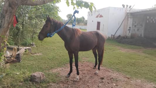 pure throughbred colt