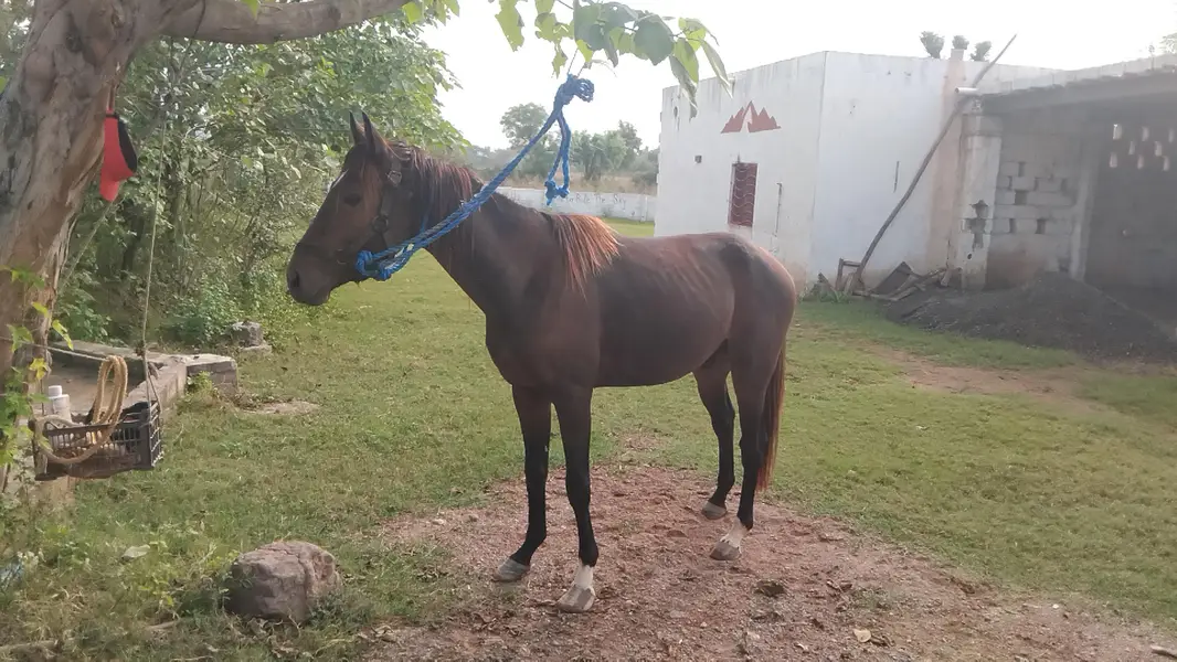 pure throughbred colt