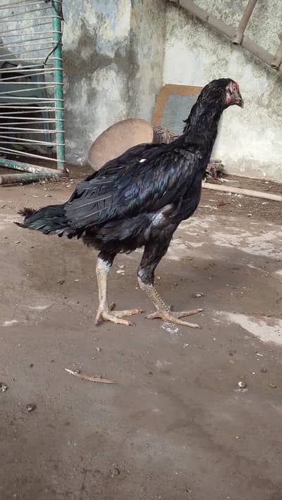 black aseel