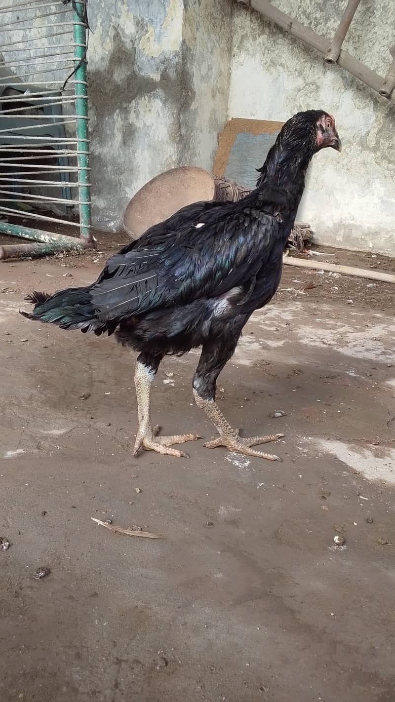 black aseel 0