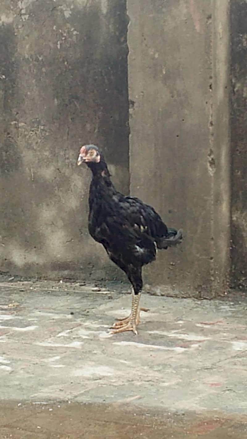 black aseel 1