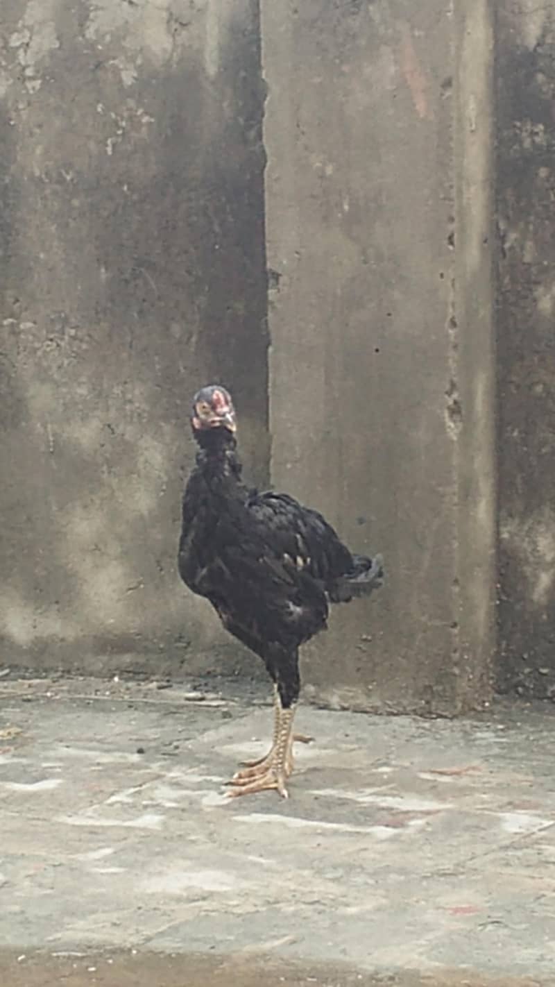 black aseel 2