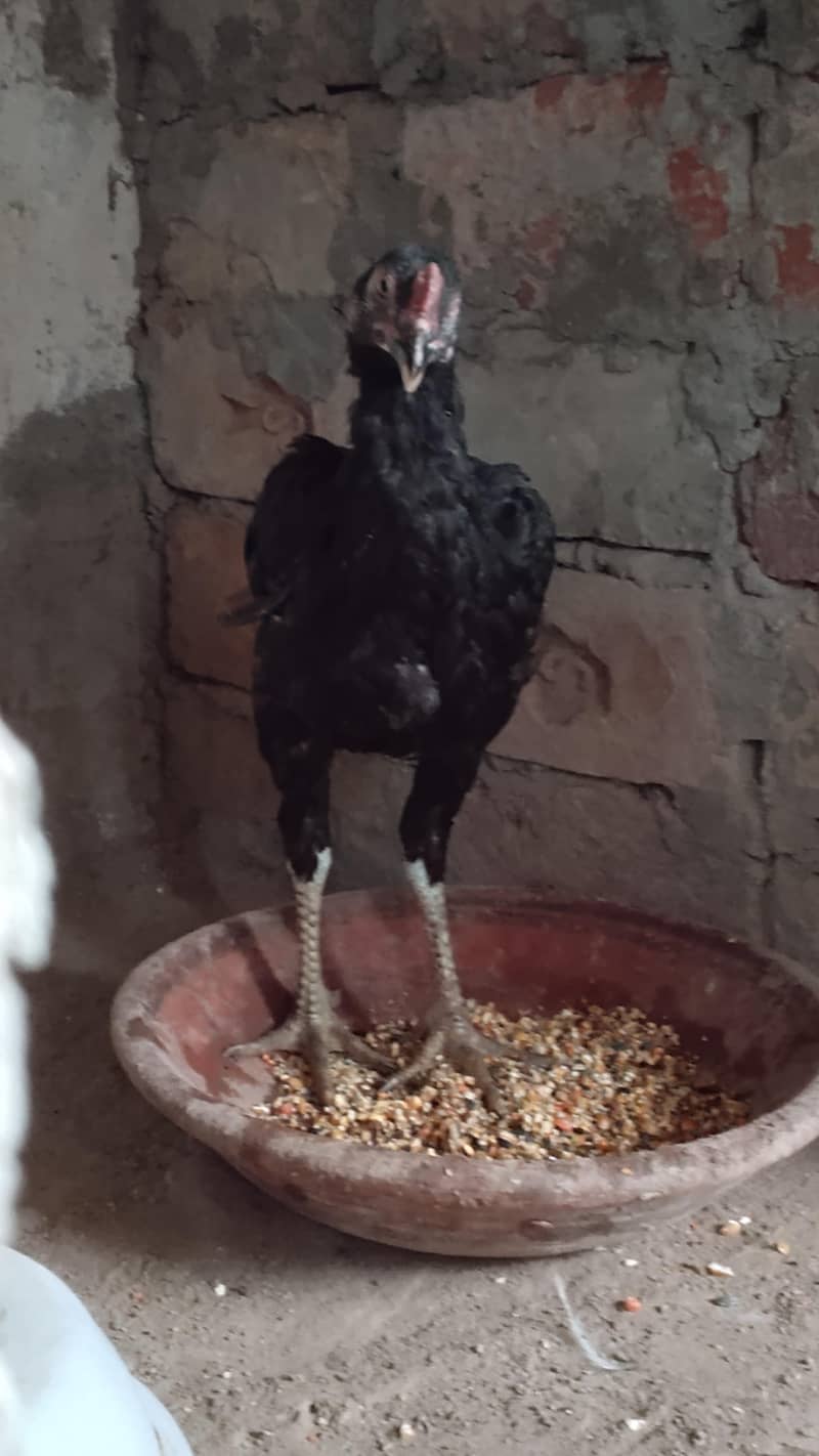 black aseel 3