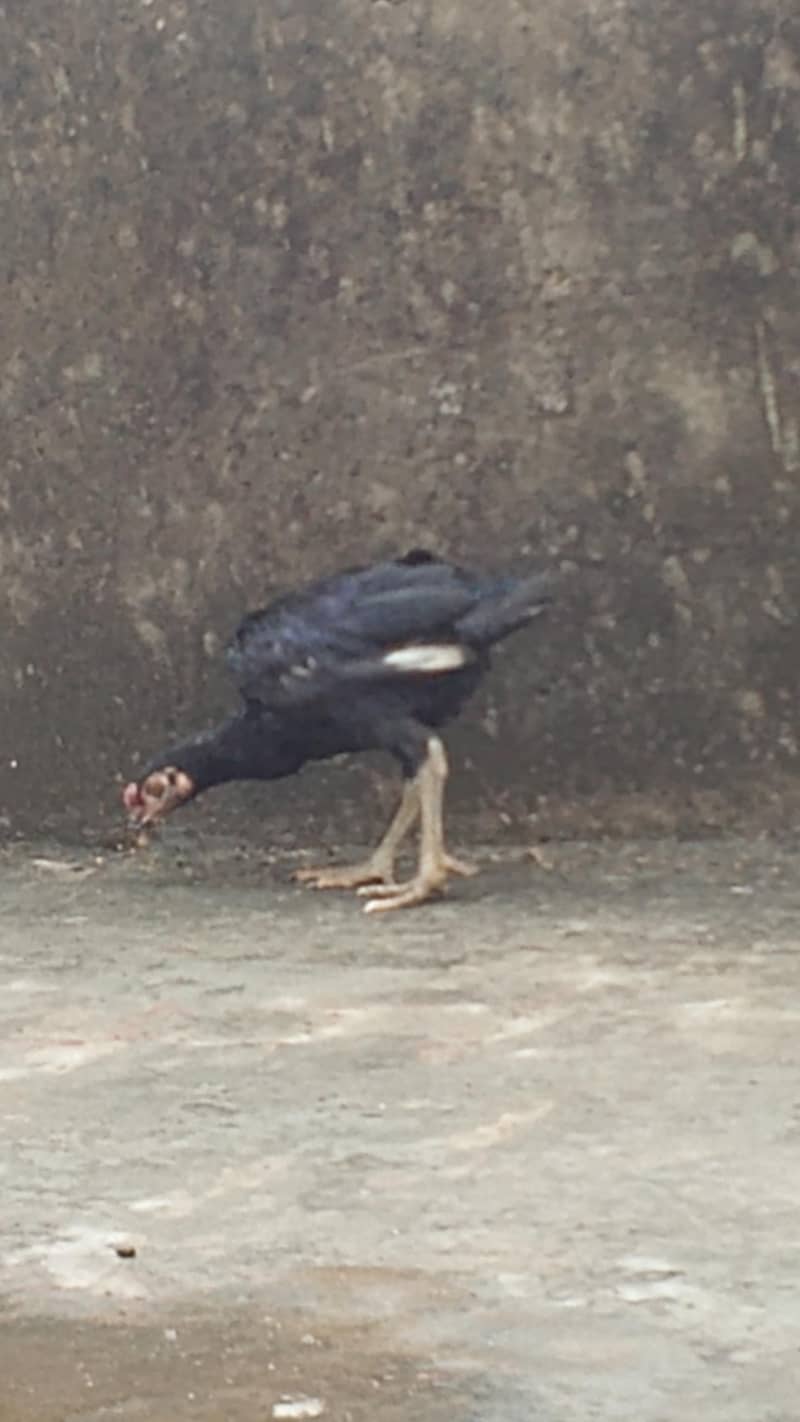 black aseel 4