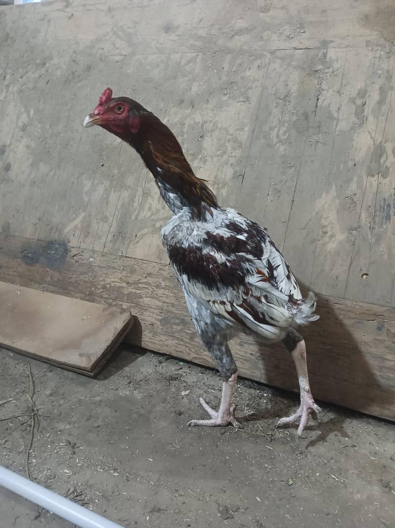 Pakistani Aseel 1