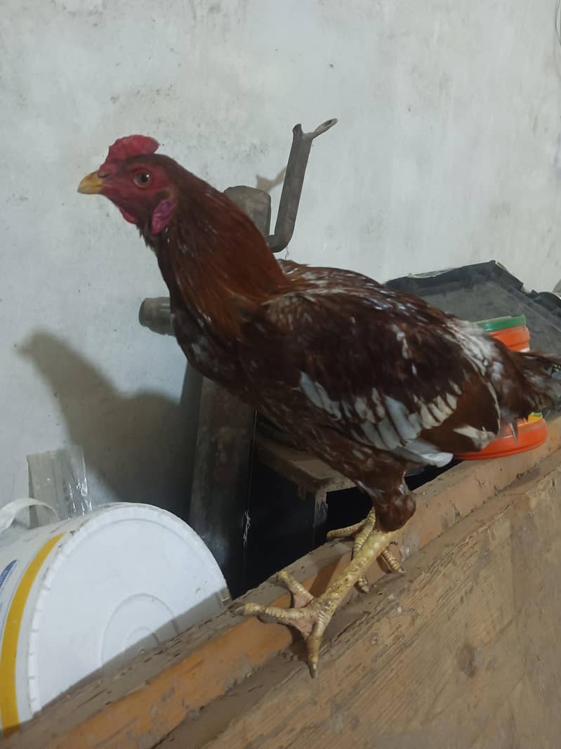 Pakistani Aseel 5