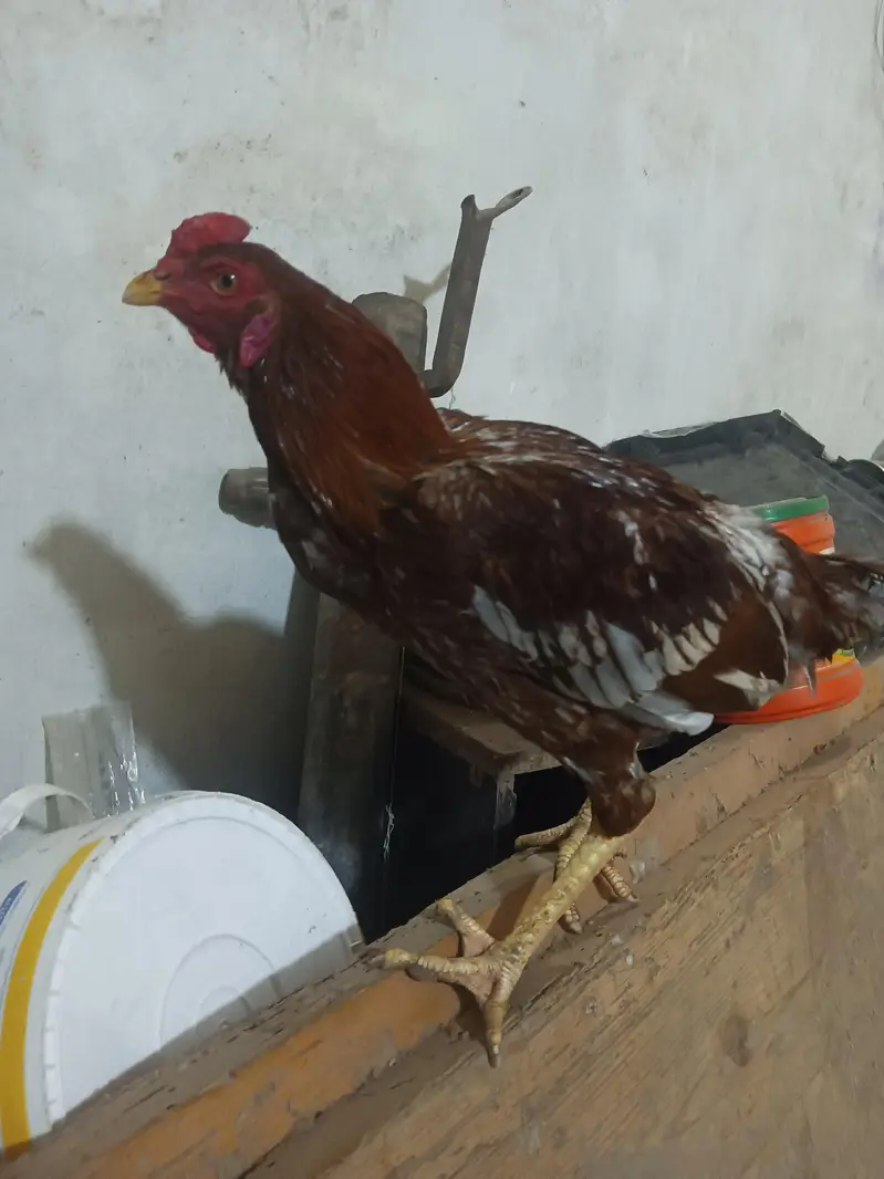 Pakistani Aseel — photo 6