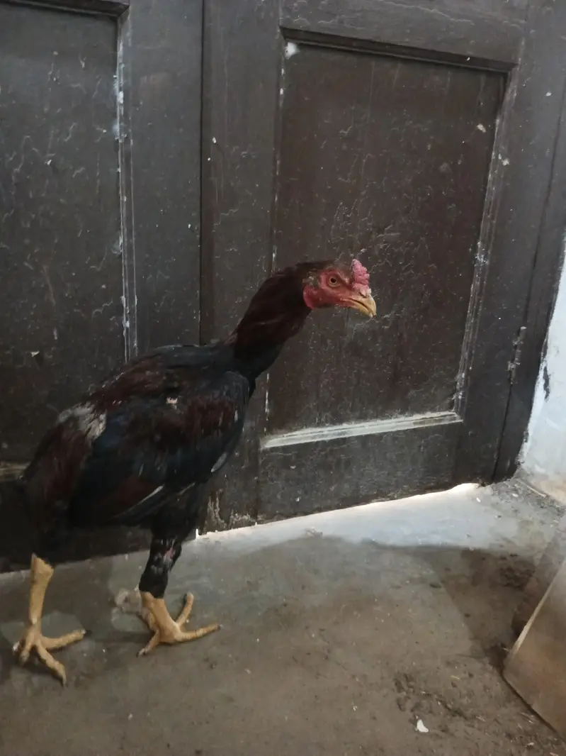 Pakistani Aseel — photo 10