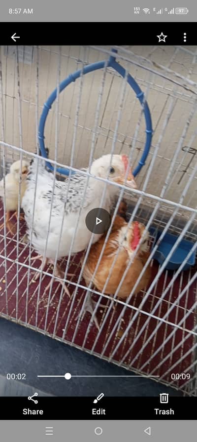 4 chikes aavable