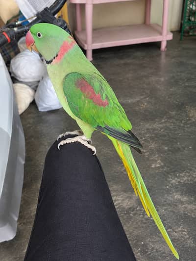 Raw parrot for sale healthy and active