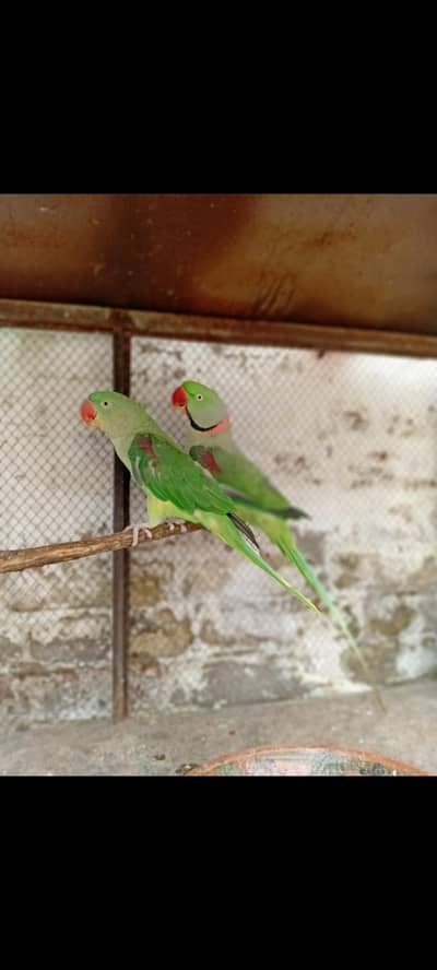 khasmiri parrot/ parrot