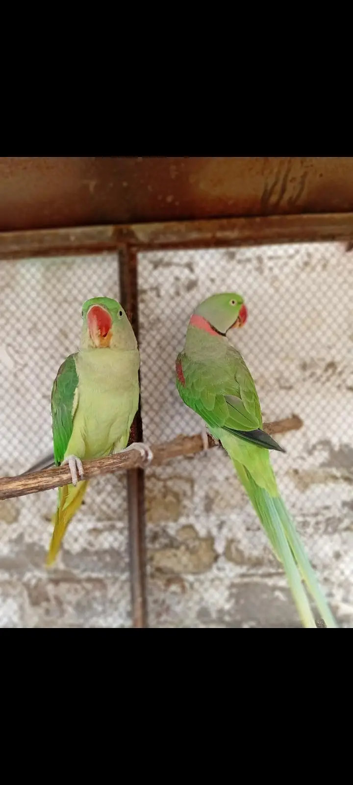 khasmiri parrot/ parrot — photo 2
